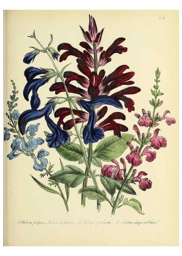 Reproducción/Reproduction 46712999682: The ladies' flower-garden of ornamental perennials.. London,W. Smith,1843-44.. 