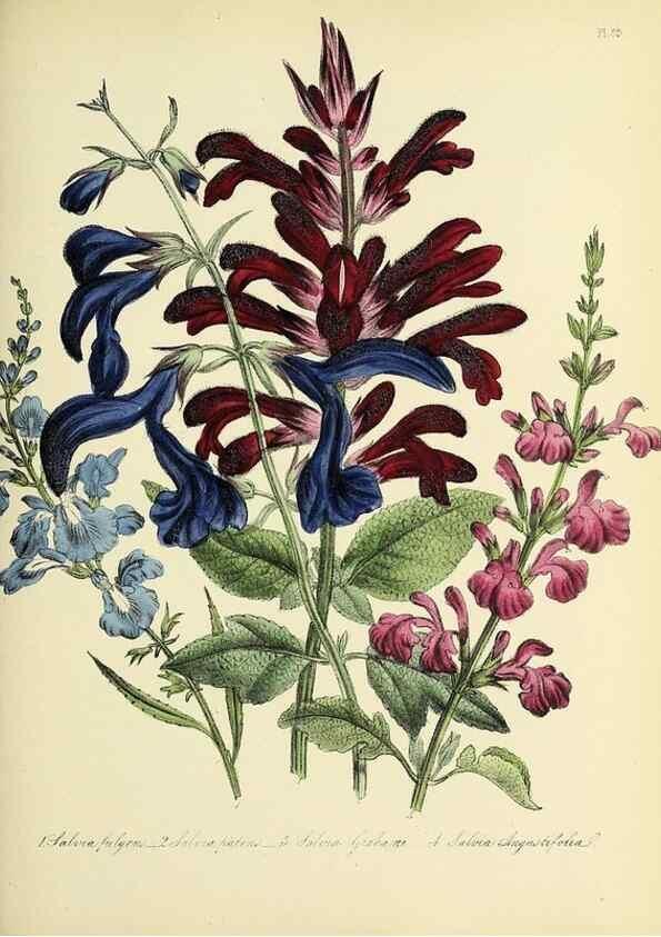 Reproducción/Reproduction 46712999682: The ladies' flower-garden of ornamental perennials.. London,W. Smith,1843-44.. 