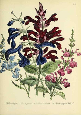 Reproducción/Reproduction 46712999682: The ladies' flower-garden of ornamental perennials.. London,W. Smith,1843-44.. 