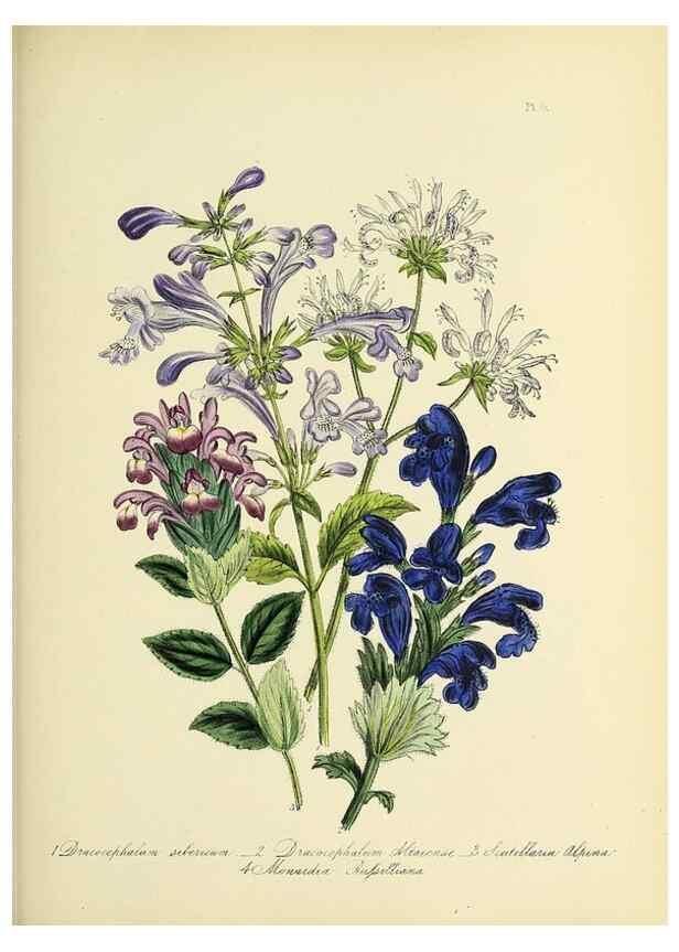 Reproducción/Reproduction 46765966751: The ladies' flower-garden of ornamental perennials.. London,W. Smith,1843-44.. 