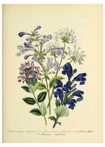Reproducción/Reproduction 46765966751: The ladies' flower-garden of ornamental perennials.. London,W. Smith,1843-44.. 