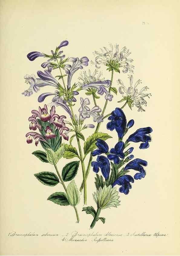 Reproducción/Reproduction 46765966751: The ladies' flower-garden of ornamental perennials.. London,W. Smith,1843-44.. 