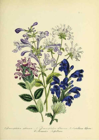 Reproducción/Reproduction 46765966751: The ladies' flower-garden of ornamental perennials.. London,W. Smith,1843-44.. 