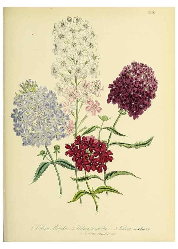Reproducción/Reproduction 32890252498: The ladies' flower-garden of ornamental perennials.. London,W. Smith,1843-44.. 