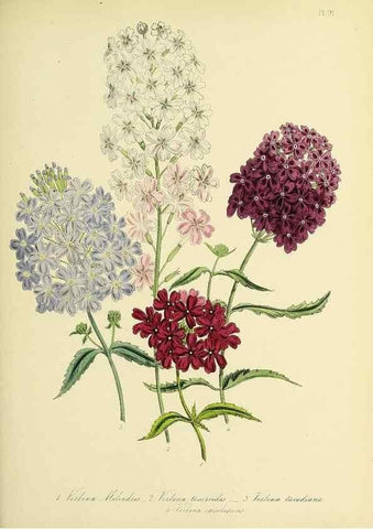 Reproducción/Reproduction 32890252498: The ladies' flower-garden of ornamental perennials.. London,W. Smith,1843-44.. 
