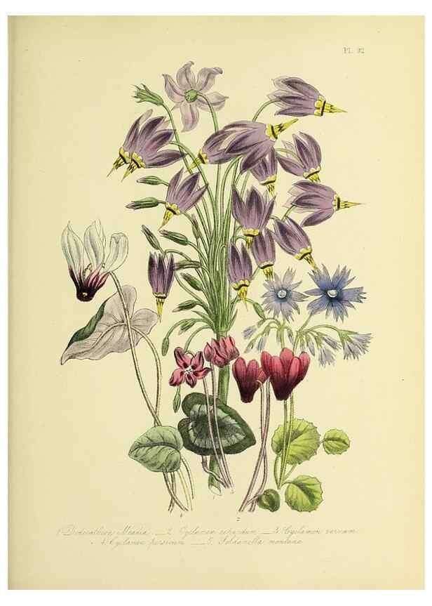Reproducción/Reproduction 45850776595: The ladies' flower-garden of ornamental perennials.. London,W. Smith,1843-44.. 