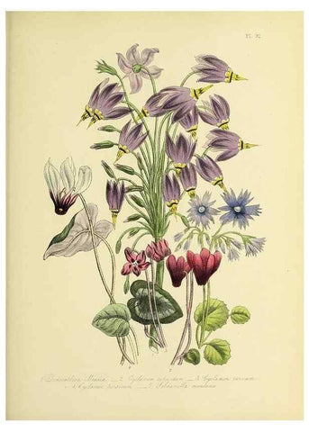 Reproducción/Reproduction 45850776595: The ladies' flower-garden of ornamental perennials.. London,W. Smith,1843-44.. 