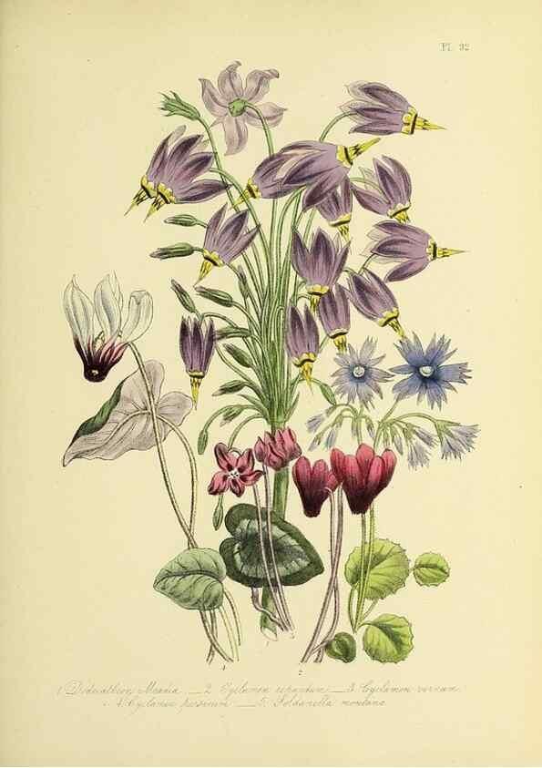Reproducción/Reproduction 45850776595: The ladies' flower-garden of ornamental perennials.. London,W. Smith,1843-44.. 