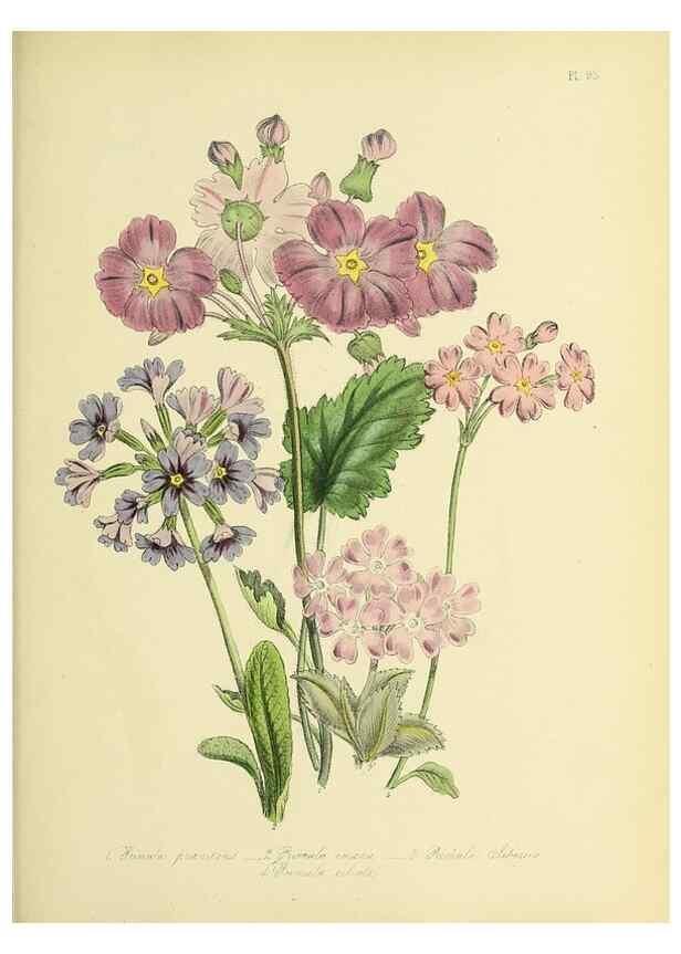 Reproducción/Reproduction 46713000952: The ladies' flower-garden of ornamental perennials.. London,W. Smith,1843-44.. 