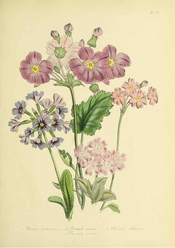Reproducción/Reproduction 46713000952: The ladies' flower-garden of ornamental perennials.. London,W. Smith,1843-44.. 