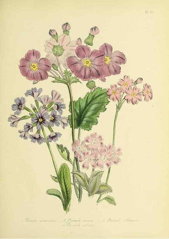 Reproducción/Reproduction 46713000952: The ladies' flower-garden of ornamental perennials.. London,W. Smith,1843-44.. 