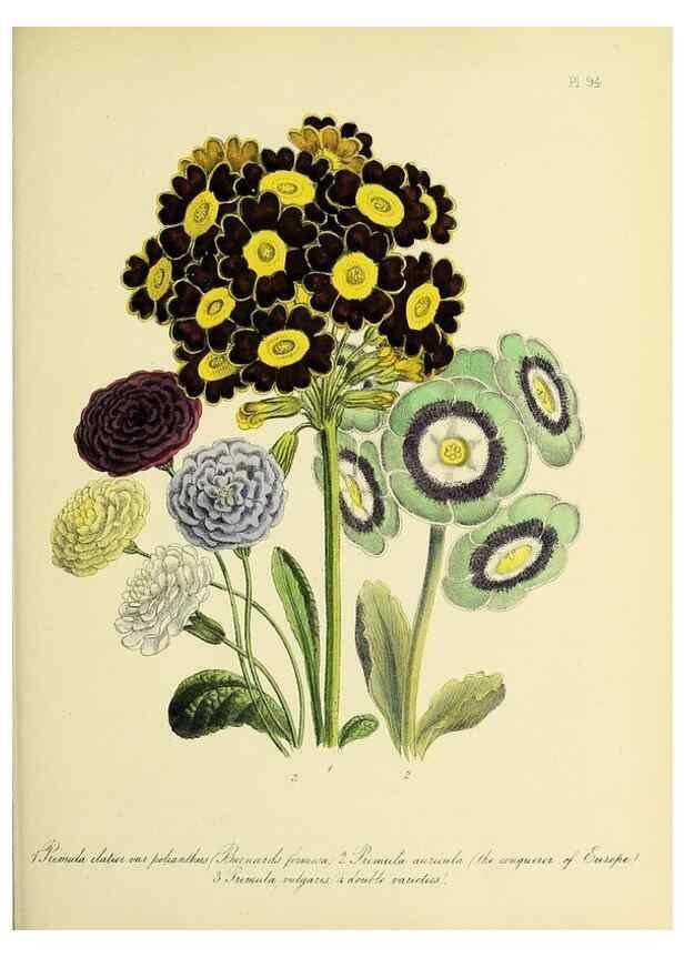 Reproducción/Reproduction 46713001652: The ladies' flower-garden of ornamental perennials.. London,W. Smith,1843-44.. 