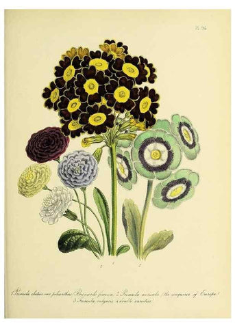 Reproducción/Reproduction 46713001652: The ladies' flower-garden of ornamental perennials.. London,W. Smith,1843-44.. 