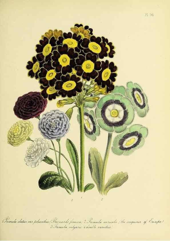 Reproducción/Reproduction 46713001652: The ladies' flower-garden of ornamental perennials.. London,W. Smith,1843-44.. 