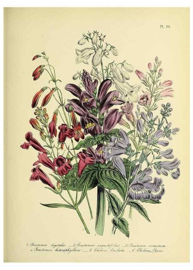 Reproducción/Reproduction 32890234698: The ladies' flower-garden of ornamental perennials.. London,W. Smith,1843-44.. 