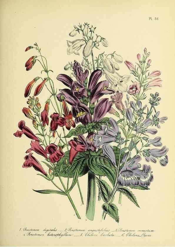 Reproducción/Reproduction 32890234698: The ladies' flower-garden of ornamental perennials.. London,W. Smith,1843-44.. 