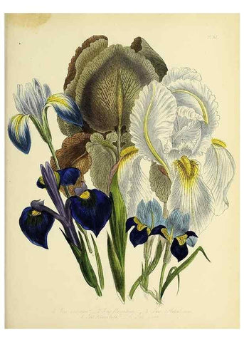 Reproducción/Reproduction 32890257598: The ladies' flower-garden of ornamental perennials.. London,W. Smith,1843-44.. 