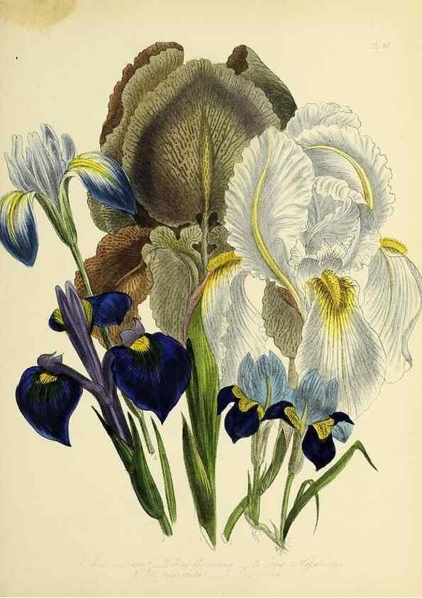 Reproducción/Reproduction 32890257598: The ladies' flower-garden of ornamental perennials.. London,W. Smith,1843-44.. 