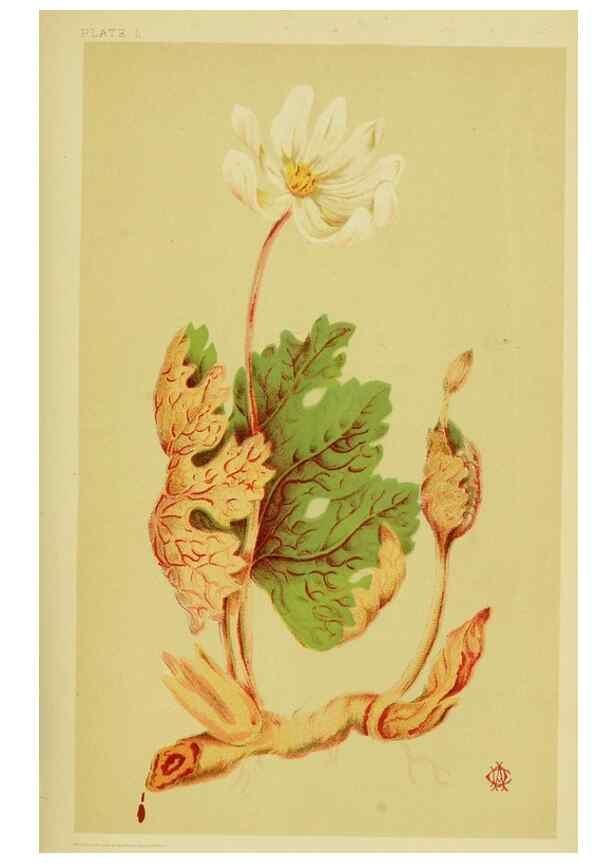 Reproducción/Reproduction 46766236321: Studies of plant life in Canada;. Ottawa,A.S. Woodburn,1885.. 