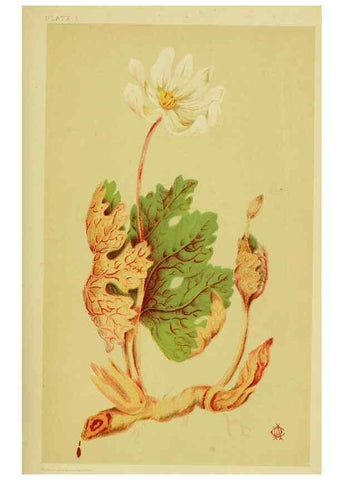 Reproducción/Reproduction 46766236321: Studies of plant life in Canada;. Ottawa,A.S. Woodburn,1885.. 