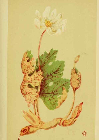 Reproducción/Reproduction 46766236321: Studies of plant life in Canada;. Ottawa,A.S. Woodburn,1885.. 