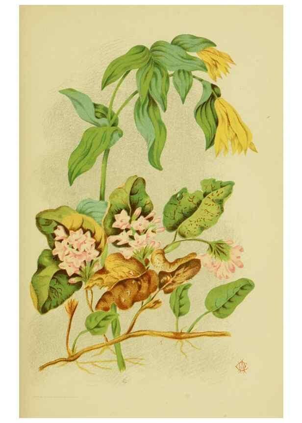 Reproducción/Reproduction 46713237362: Studies of plant life in Canada;. Ottawa,A.S. Woodburn,1885.. 