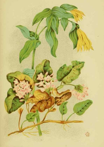 Reproducción/Reproduction 46713237362: Studies of plant life in Canada;. Ottawa,A.S. Woodburn,1885.. 