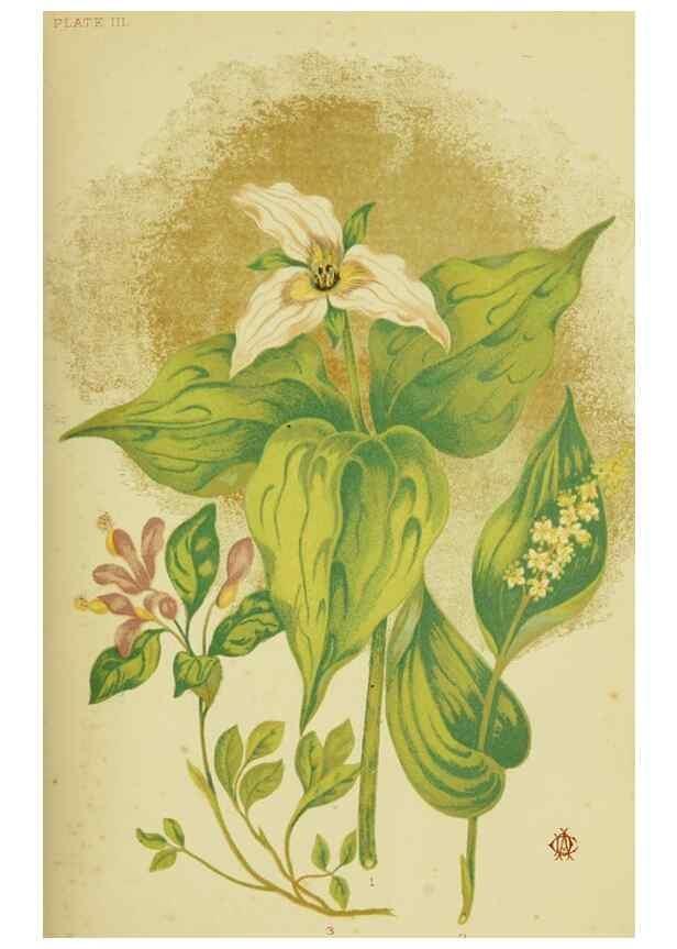 Reproducción/Reproduction 46766238291: Studies of plant life in Canada;. Ottawa,A.S. Woodburn,1885.. 