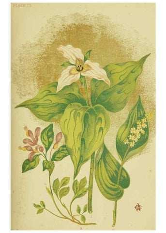 Reproducción/Reproduction 46766238291: Studies of plant life in Canada;. Ottawa,A.S. Woodburn,1885.. 