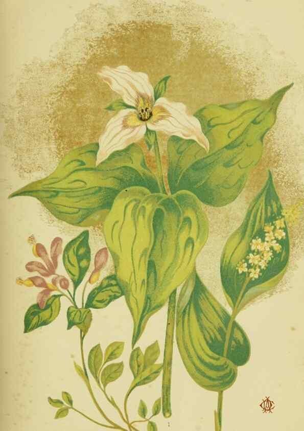 Reproducción/Reproduction 46766238291: Studies of plant life in Canada;. Ottawa,A.S. Woodburn,1885.. 