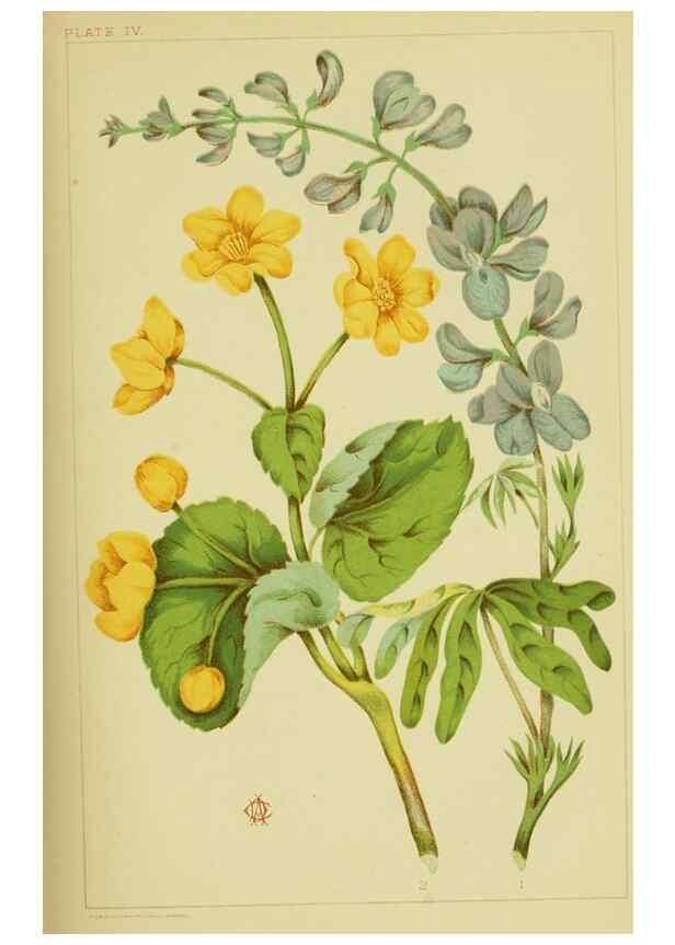 Reproducción/Reproduction 45851066295: Studies of plant life in Canada;. Ottawa,A.S. Woodburn,1885.. 