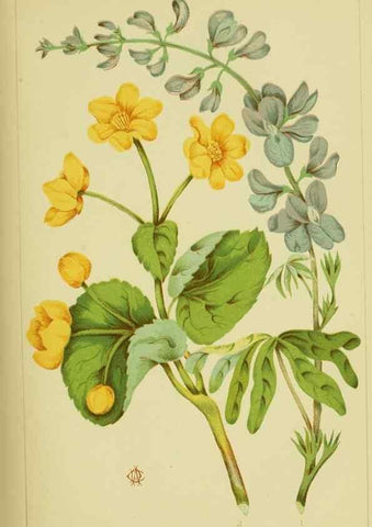 Reproducción/Reproduction 45851066295: Studies of plant life in Canada;. Ottawa,A.S. Woodburn,1885.. 