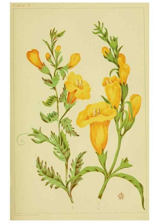 Reproducción/Reproduction 46713242802: Studies of plant life in Canada;. Ottawa,A.S. Woodburn,1885.. 