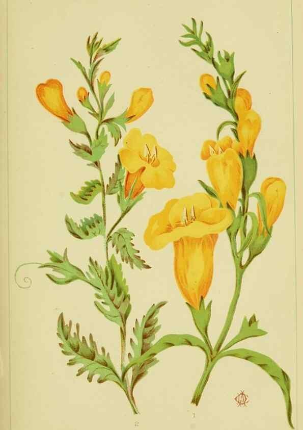 Reproducción/Reproduction 46713242802: Studies of plant life in Canada;. Ottawa,A.S. Woodburn,1885.. 