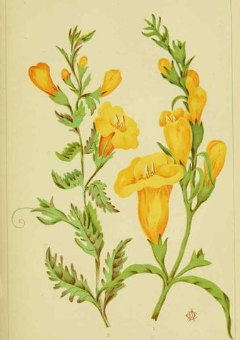 Reproducción/Reproduction 46713242802: Studies of plant life in Canada;. Ottawa,A.S. Woodburn,1885.. 