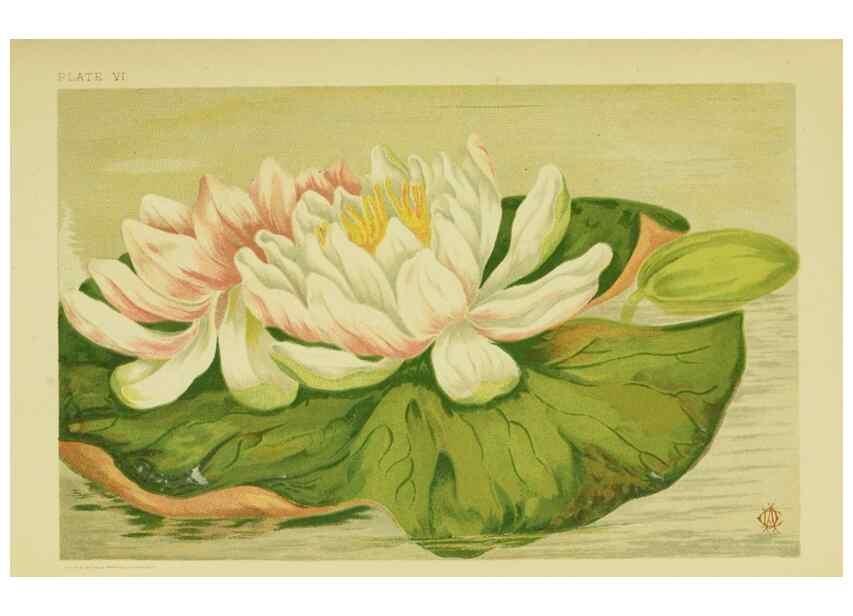 Reproducción/Reproduction 46766242131: Studies of plant life in Canada;. Ottawa,A.S. Woodburn,1885.. 