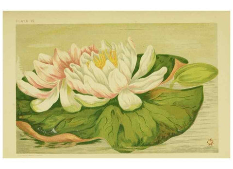 Reproducción/Reproduction 46766242131: Studies of plant life in Canada;. Ottawa,A.S. Woodburn,1885.. 