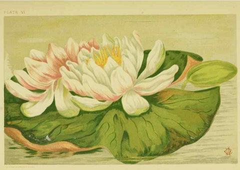 Reproducción/Reproduction 46766242131: Studies of plant life in Canada;. Ottawa,A.S. Woodburn,1885.. 