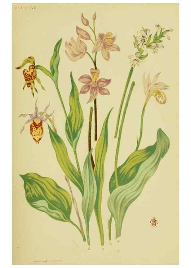 Reproducción/Reproduction 46766243531: Studies of plant life in Canada;. Ottawa,A.S. Woodburn,1885.. 