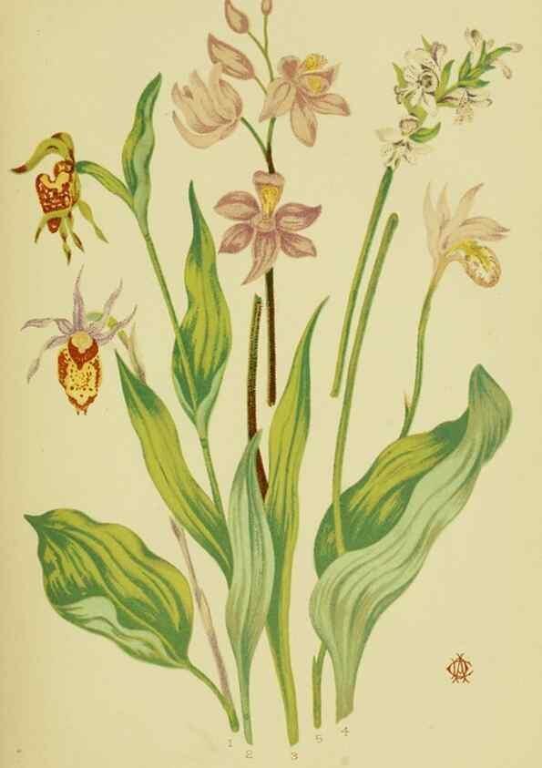 Reproducción/Reproduction 46766243531: Studies of plant life in Canada;. Ottawa,A.S. Woodburn,1885.. 