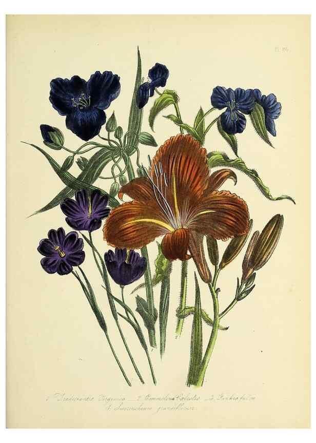 Reproducción/Reproduction 46765974541: The ladies' flower-garden of ornamental perennials.. London,W. Smith,1843-44.. 