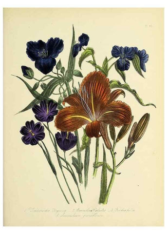Reproducción/Reproduction 46765974541: The ladies' flower-garden of ornamental perennials.. London,W. Smith,1843-44.. 