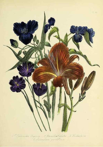 Reproducción/Reproduction 46765974541: The ladies' flower-garden of ornamental perennials.. London,W. Smith,1843-44.. 