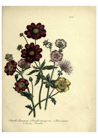 Reproducción/Reproduction 46712605442: The ladies' flower-garden of ornamental perennials.. London,W. Smith,1843-44.. 