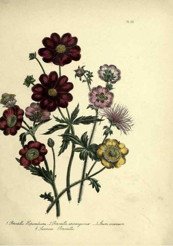 Reproducción/Reproduction 46712605442: The ladies' flower-garden of ornamental perennials.. London,W. Smith,1843-44.. 