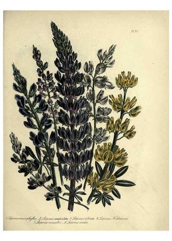 Reproducción/Reproduction 45850398345: The ladies' flower-garden of ornamental perennials.. London,W. Smith,1843-44.. 