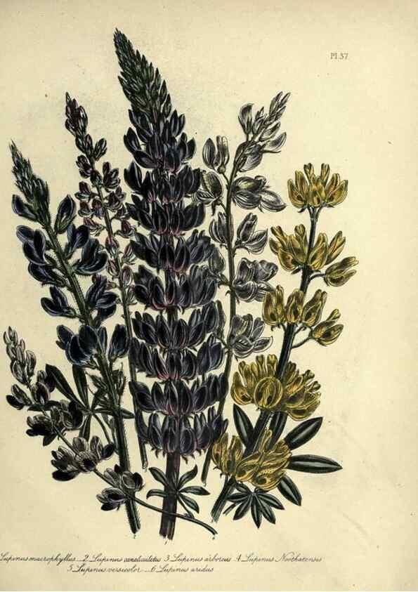 Reproducción/Reproduction 45850398345: The ladies' flower-garden of ornamental perennials.. London,W. Smith,1843-44.. 