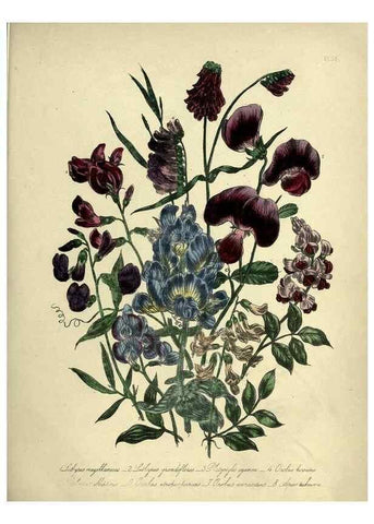 Reproducción/Reproduction 39800255683: The ladies' flower-garden of ornamental perennials.. London,W. Smith,1843-44.. 