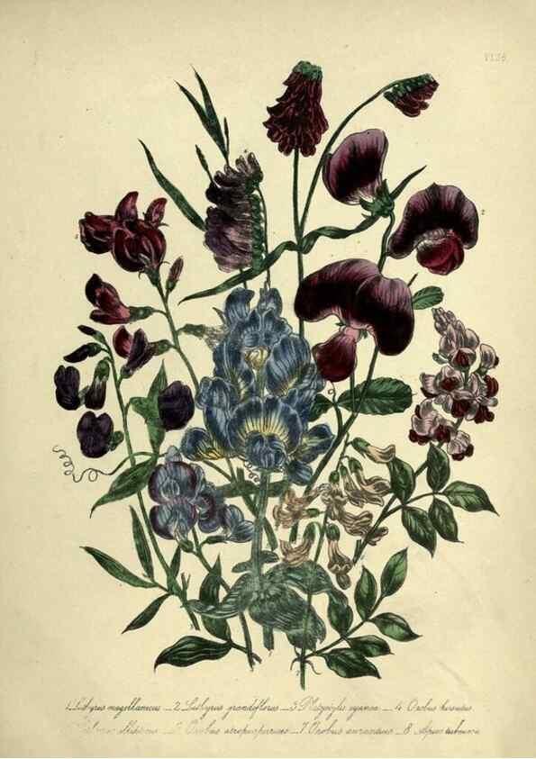 Reproducción/Reproduction 39800255683: The ladies' flower-garden of ornamental perennials.. London,W. Smith,1843-44.. 
