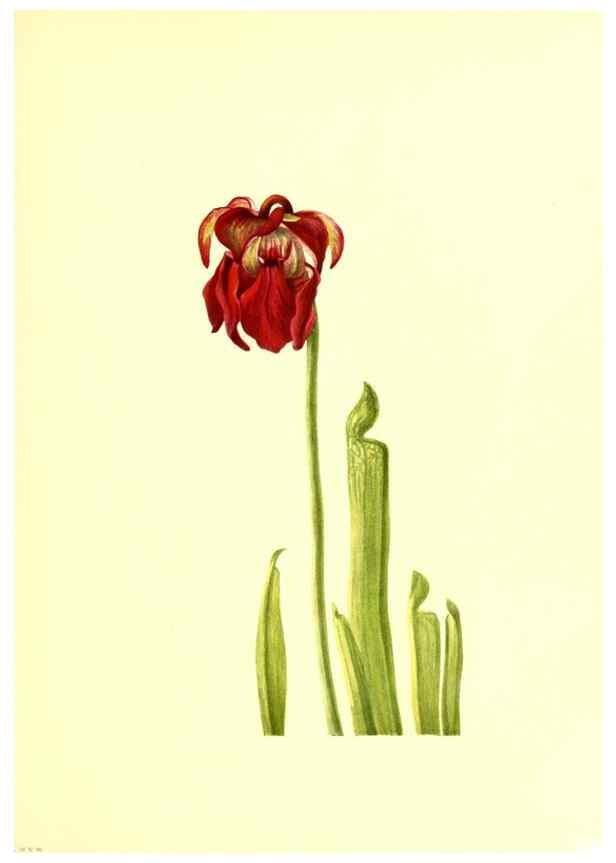 Reproducción/Reproduction 32877298098: Illustrations of North American pitcherplants,. Washington, D.C.,The Smithsonian Institution,1935.. 